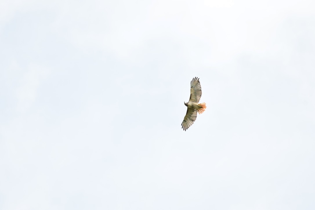 Red-tailed Hawk - ML642283203