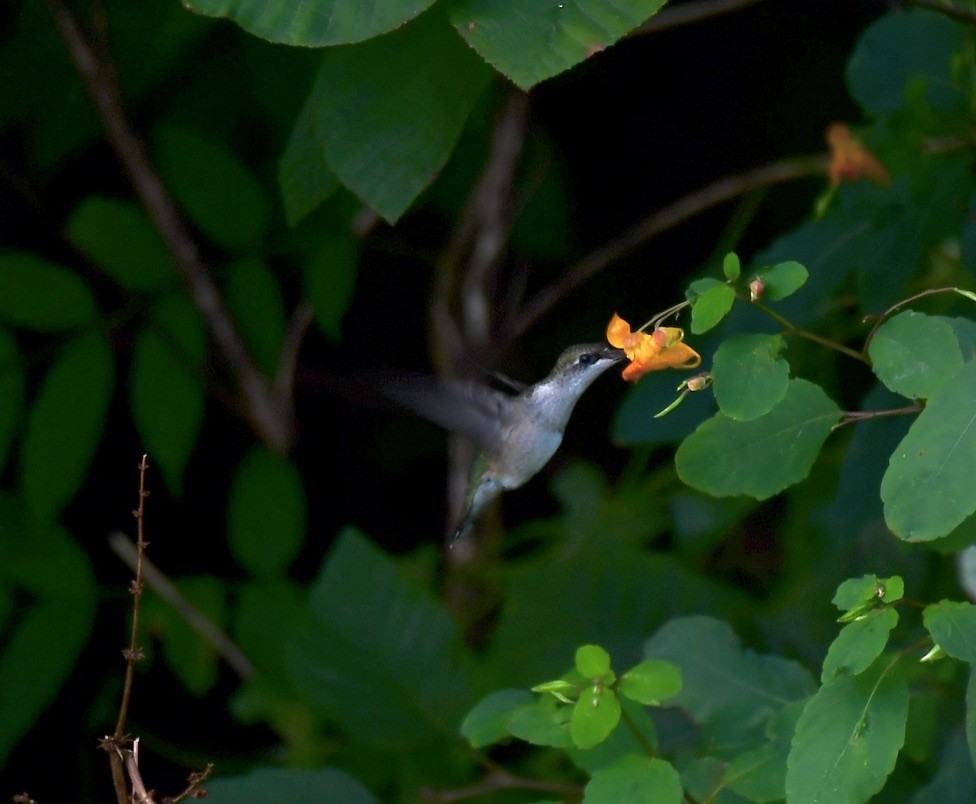 Ruby-throated Hummingbird - ML642283208