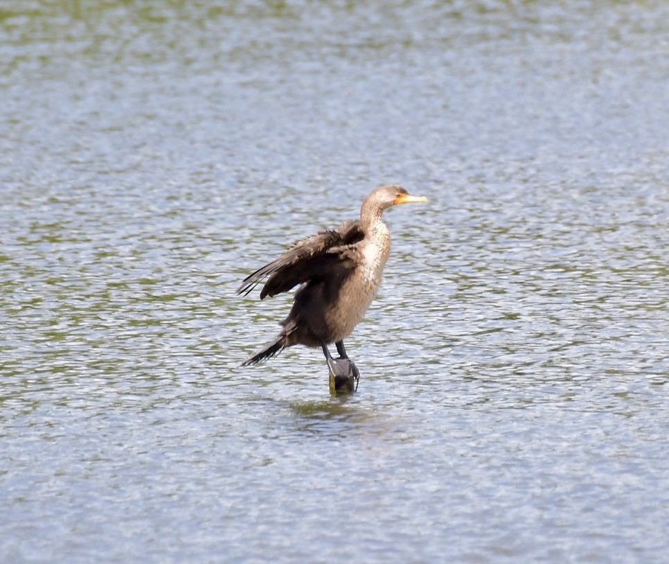 Double-crested Cormorant - ML642283213