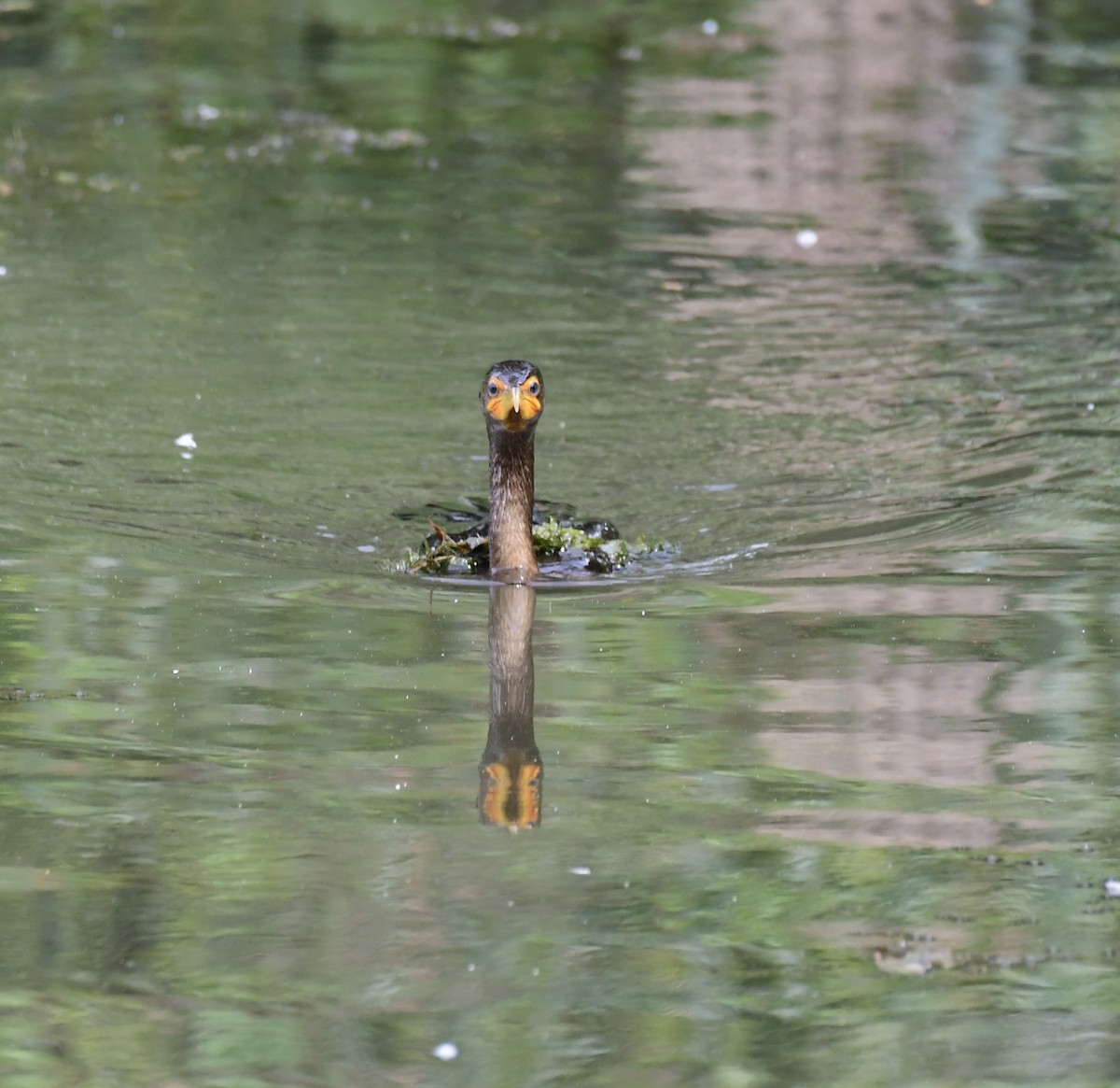 Double-crested Cormorant - ML642283228