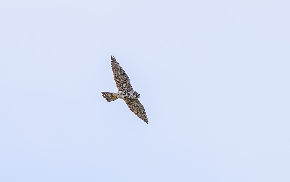 Peregrine Falcon - ML642283231