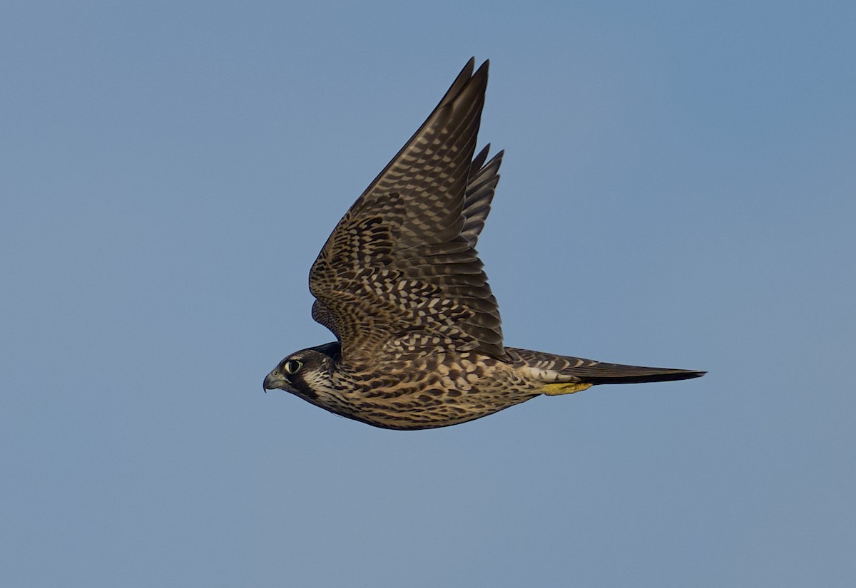 Peregrine Falcon - ML642283253