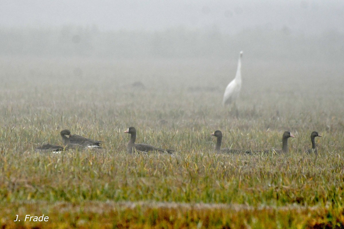 Greater White-fronted Goose - ML642283260