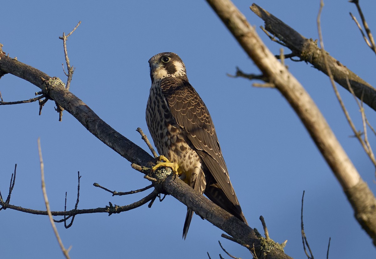 Peregrine Falcon - ML642283261