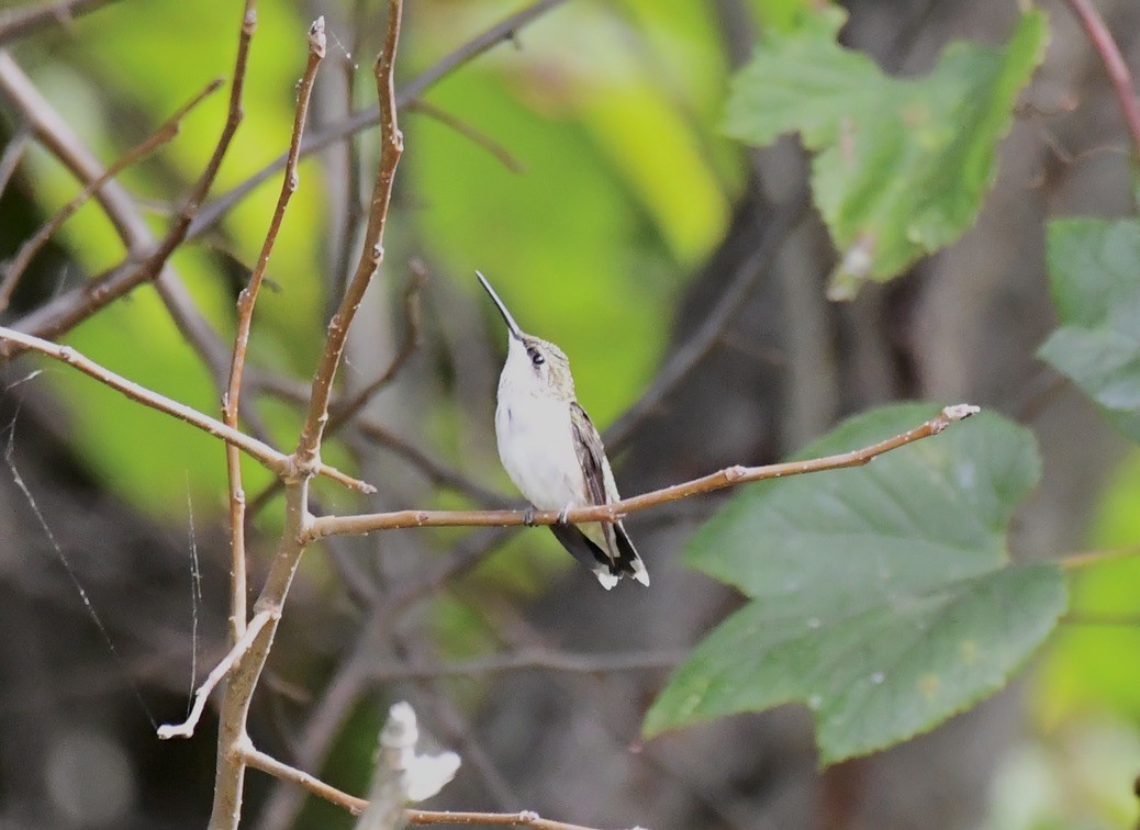 Ruby-throated Hummingbird - ML642283262