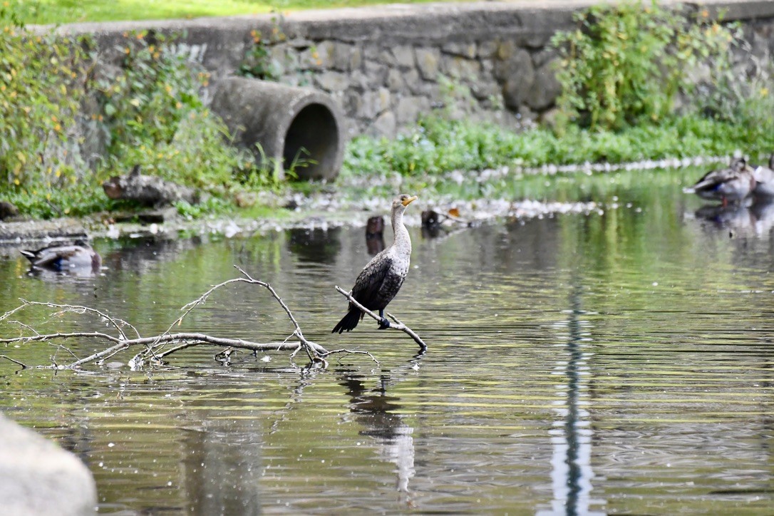Double-crested Cormorant - ML642283295