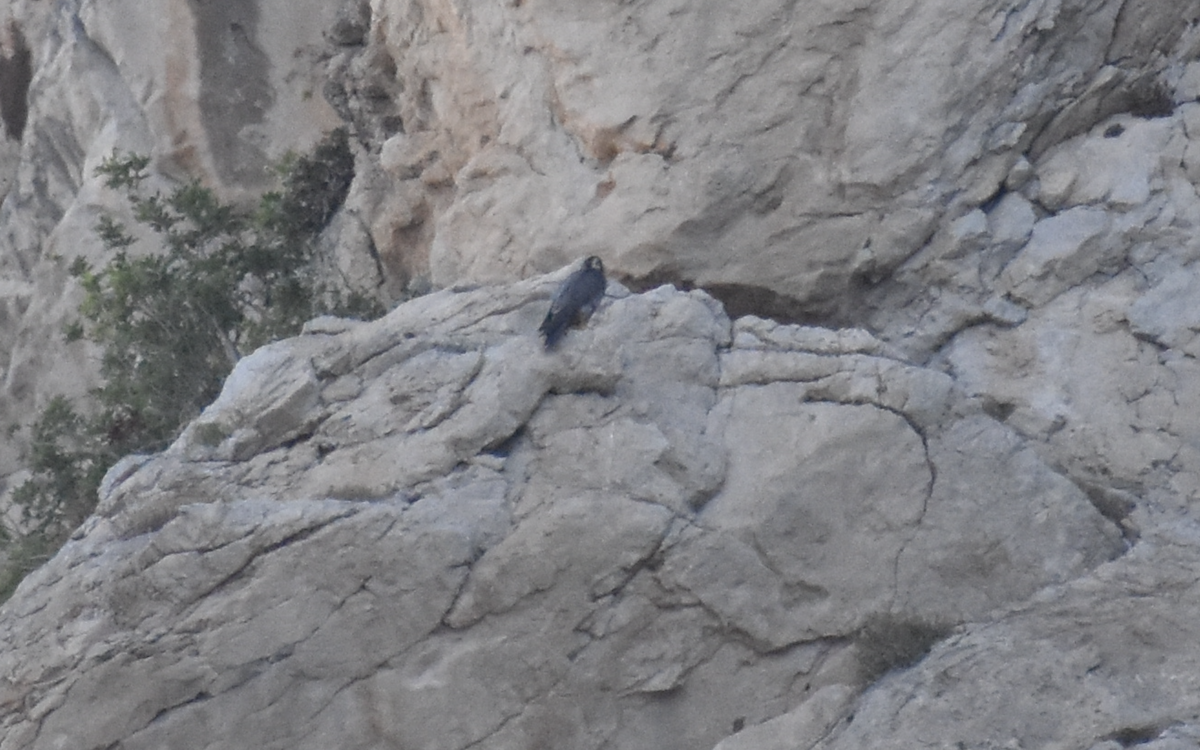 Peregrine Falcon - ML642283297