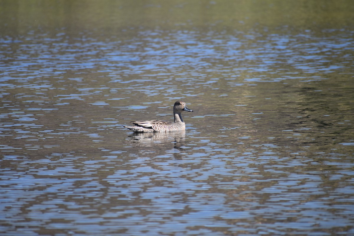 stjertand - ML642283333