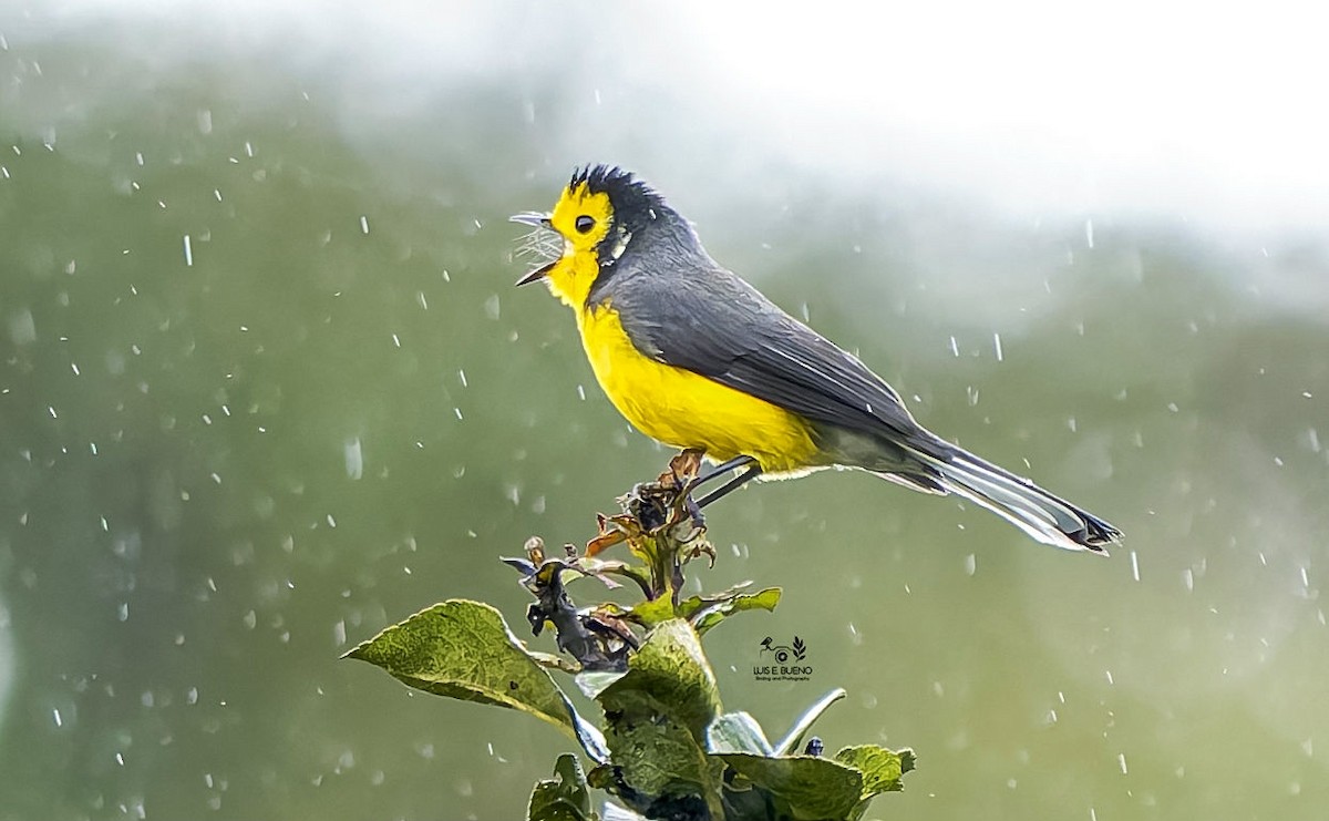 Golden-fronted Redstart - ML642283354