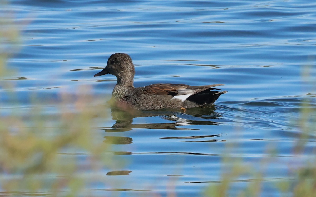 Gadwall - ML642283355