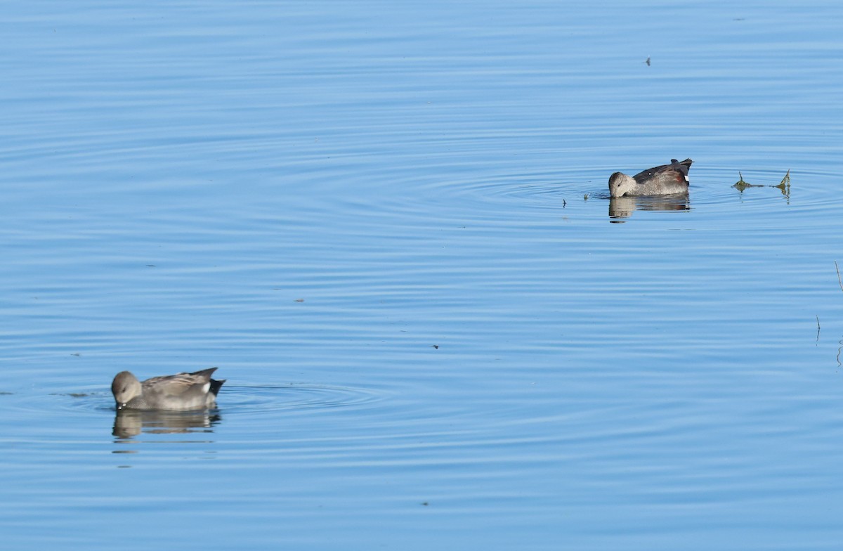 Gadwall - ML642283357