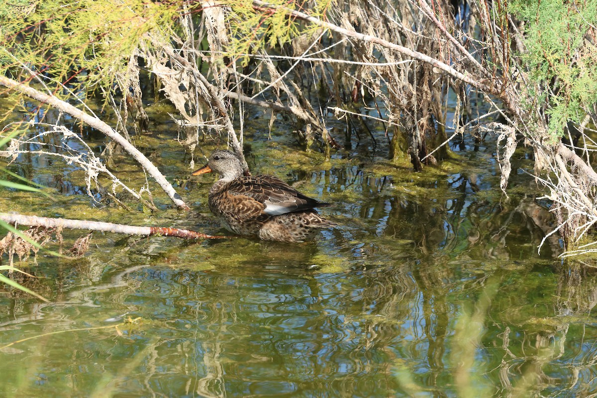 Gadwall - ML642283358