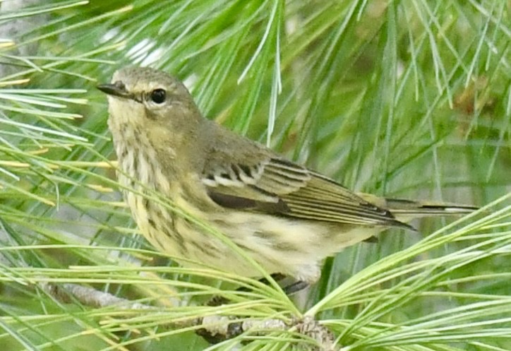 Cape May Warbler - ML642283366