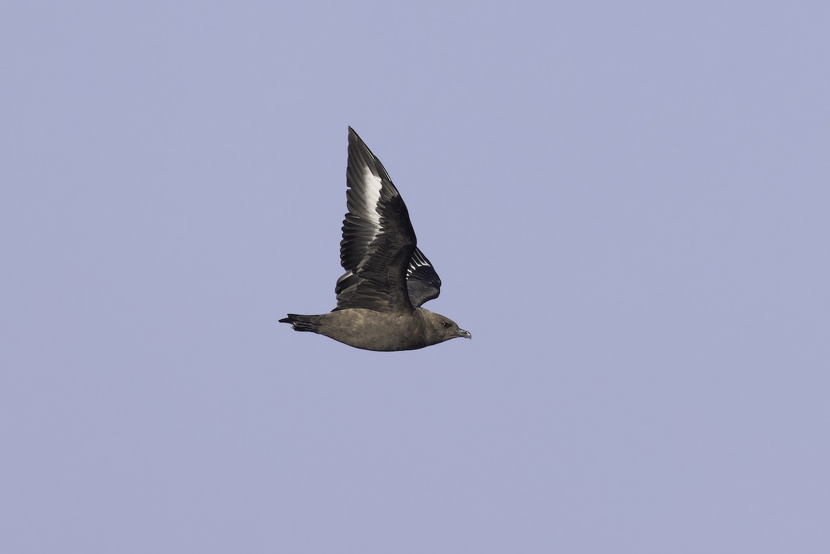 South Polar Skua - ML642283402