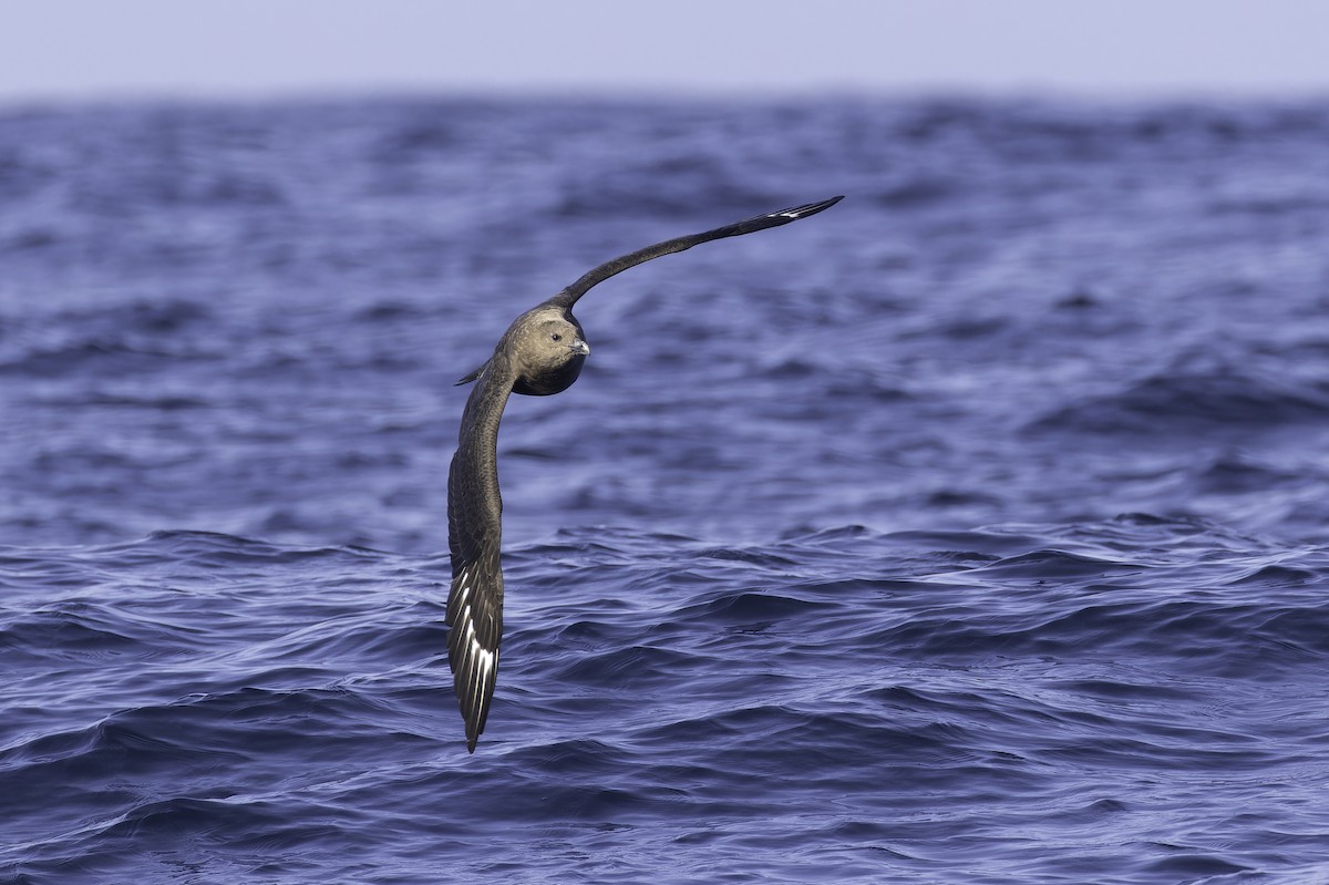 South Polar Skua - ML642283404