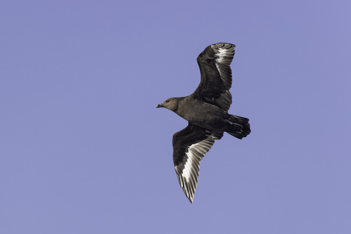 South Polar Skua - ML642283405