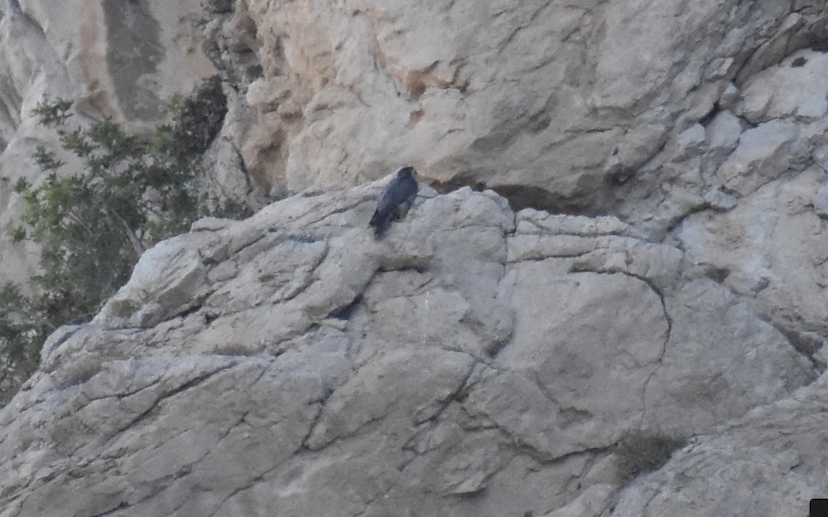Peregrine Falcon - ML642283428