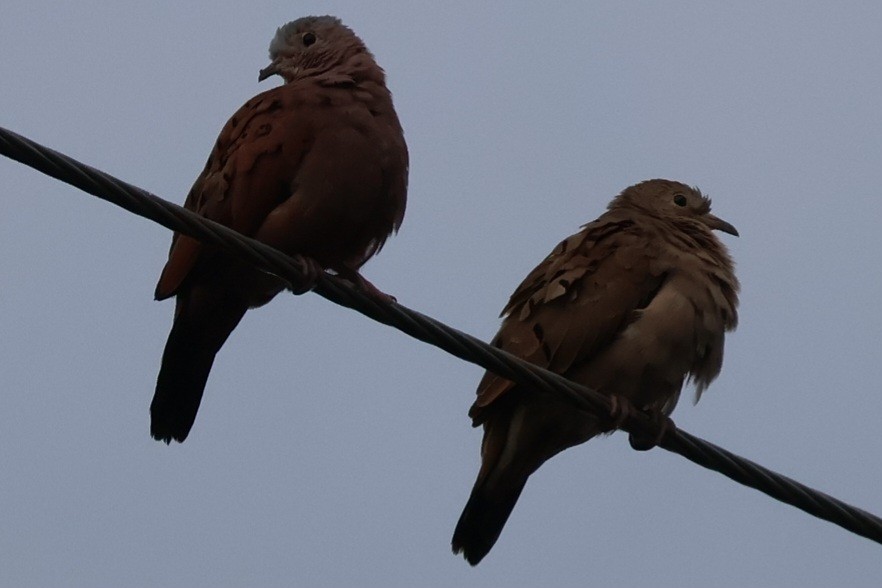 Ruddy Ground Dove - ML642283508