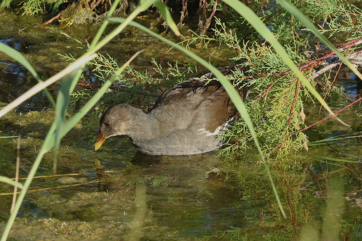 Gallinule poule-d'eau - ML642283521