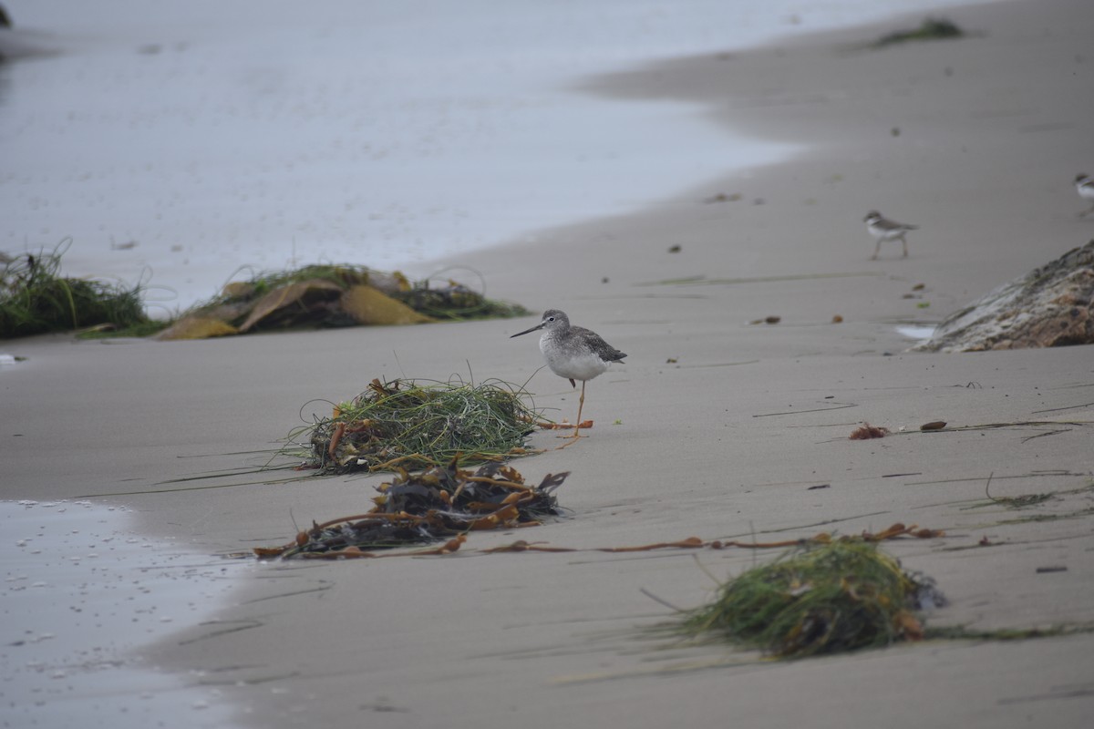 Greater Yellowlegs - ML642283538