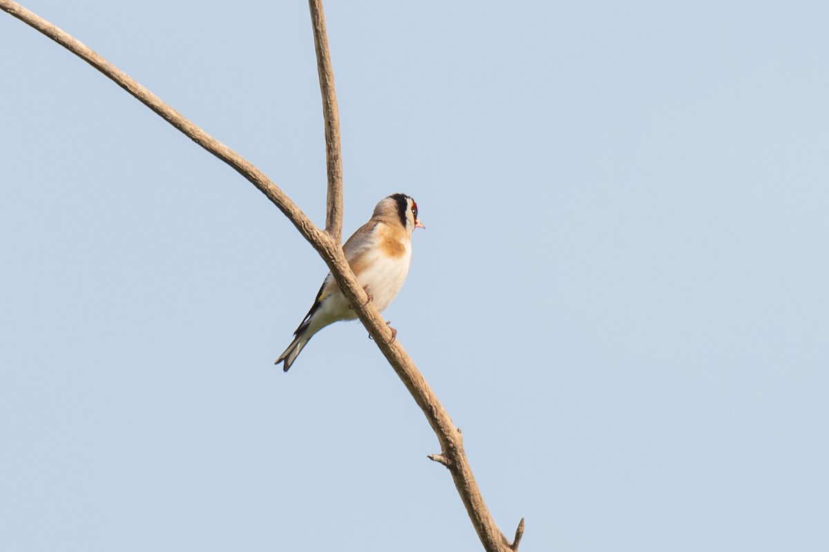 European Goldfinch - ML642283571
