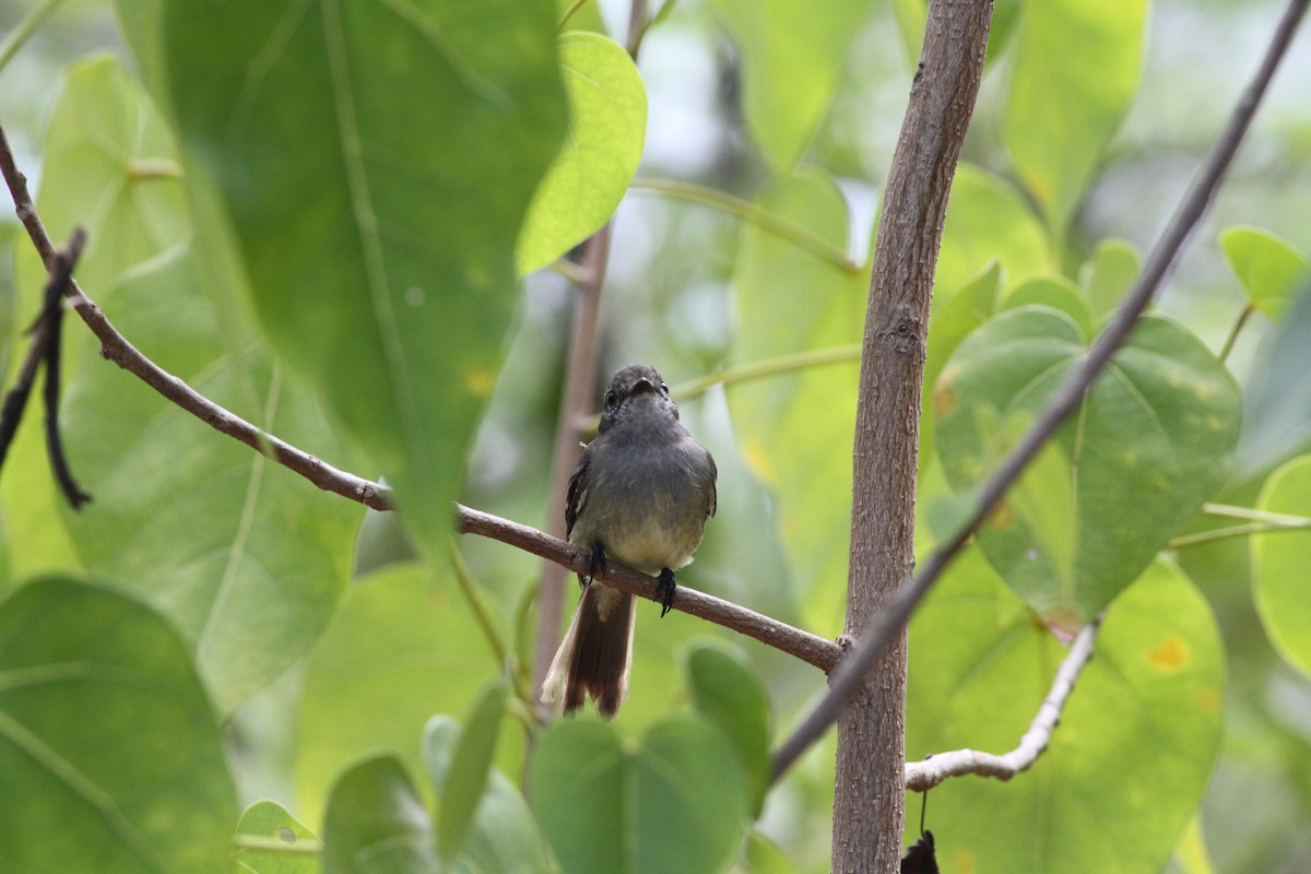 Northern Scrub-Flycatcher - ML642283573