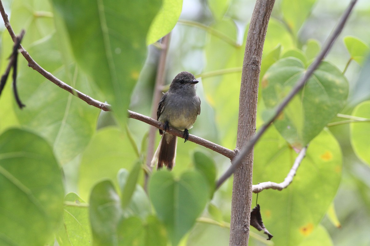 Northern Scrub-Flycatcher - ML642283597