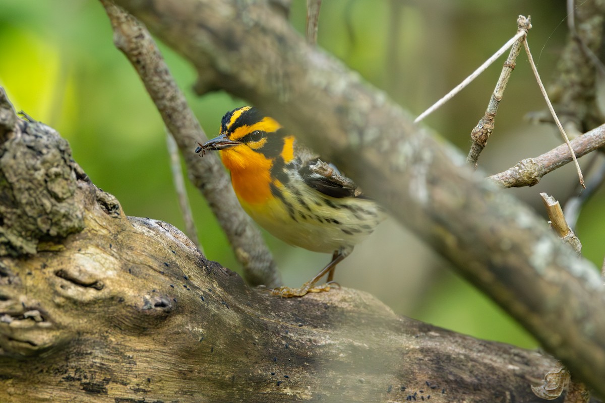 Blackburnian Warbler - ML642283602