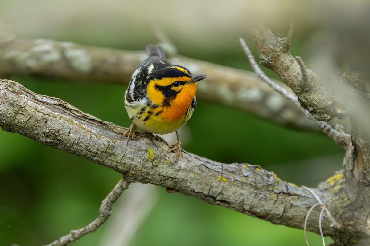 Blackburnian Warbler - ML642283603