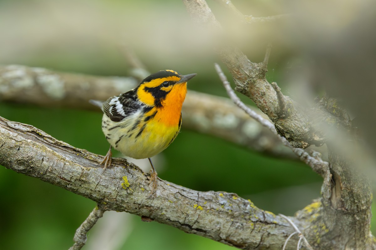 Blackburnian Warbler - ML642283605
