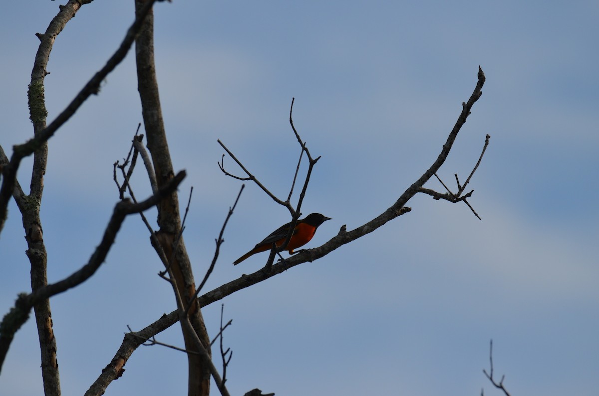 Baltimore Oriole - ML642283612