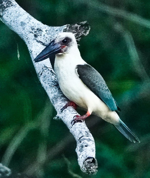Great-billed Kingfisher - ML642283618