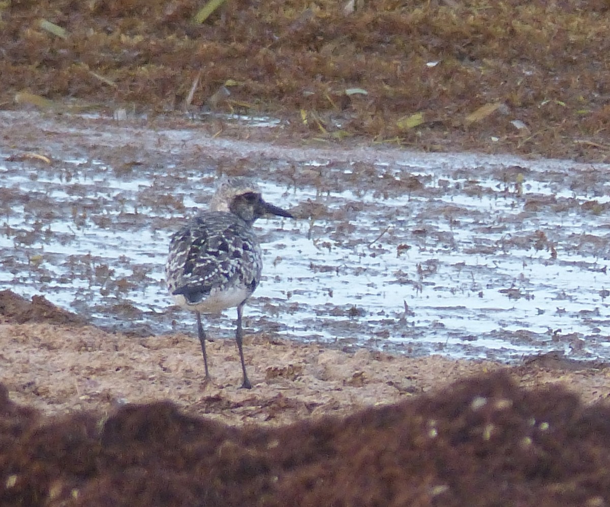 Black-bellied Plover - ML642283619