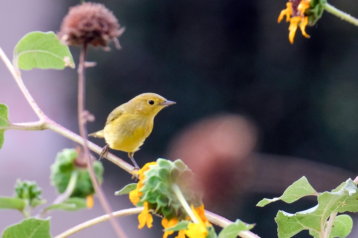Northern Yellow Warbler - ML642283625