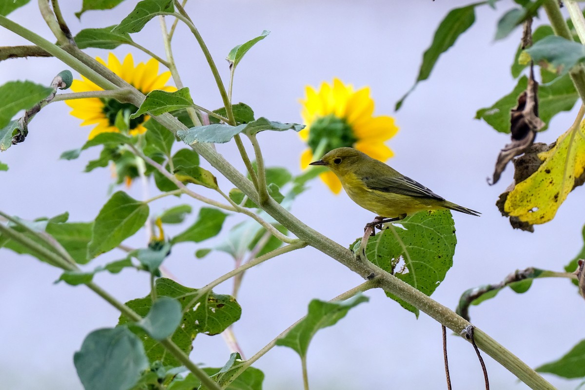 Northern Yellow Warbler - ML642283626
