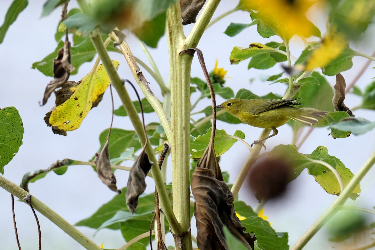 Northern Yellow Warbler - ML642283627