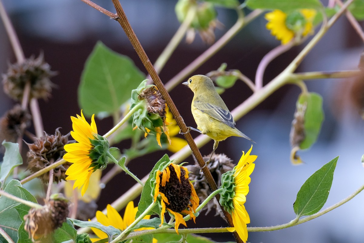 Northern Yellow Warbler - ML642283628