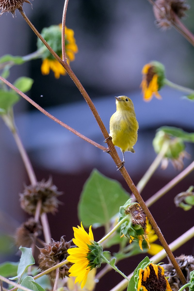 Northern Yellow Warbler - ML642283629