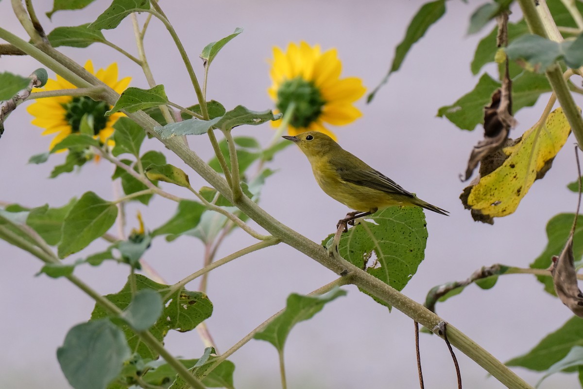 Northern Yellow Warbler - ML642283630