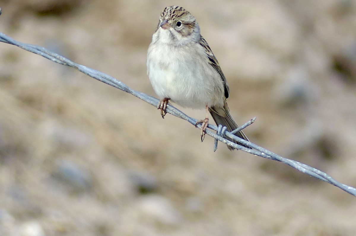 Brewer's Sparrow - ML642283644
