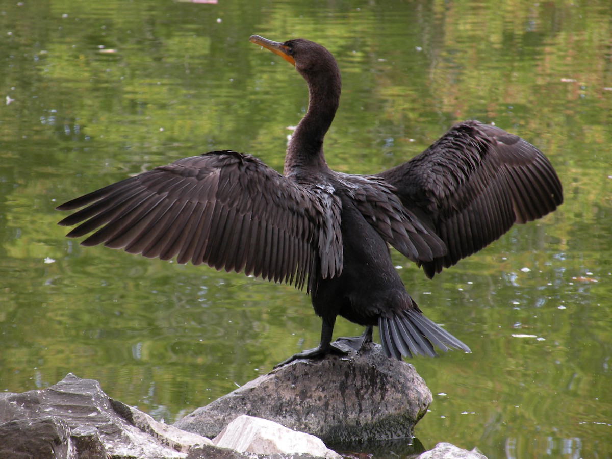 Double-crested Cormorant - ML642283646