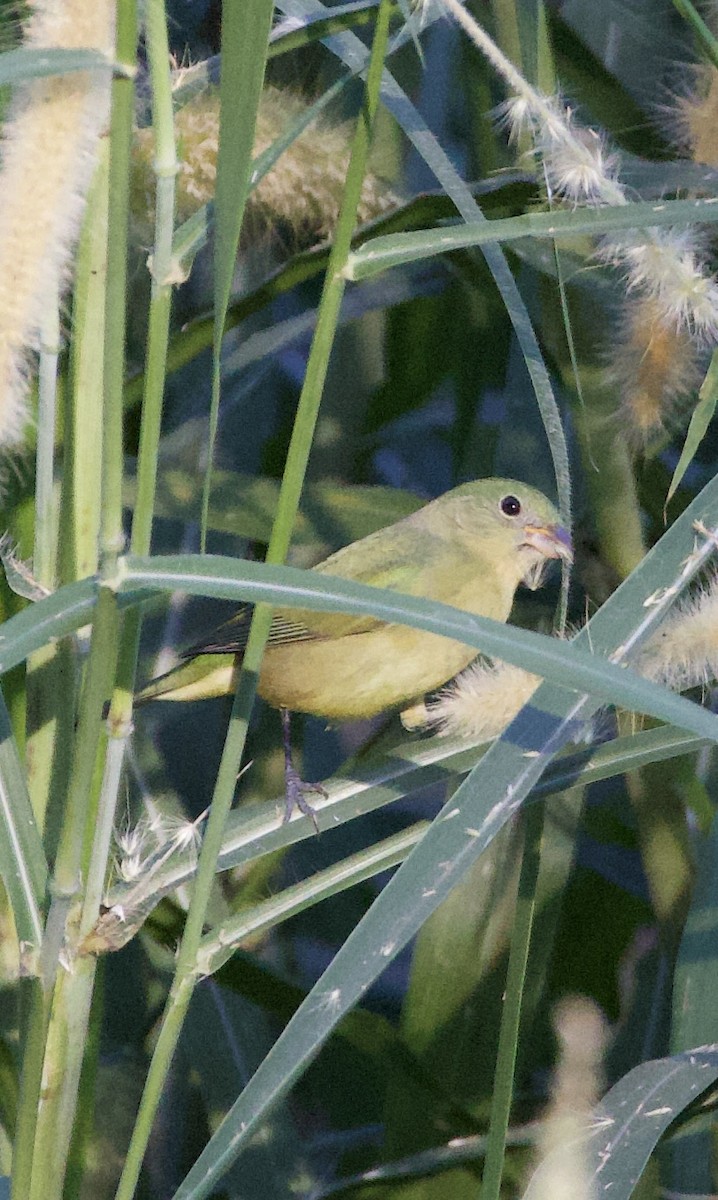 Painted Bunting - ML642283659