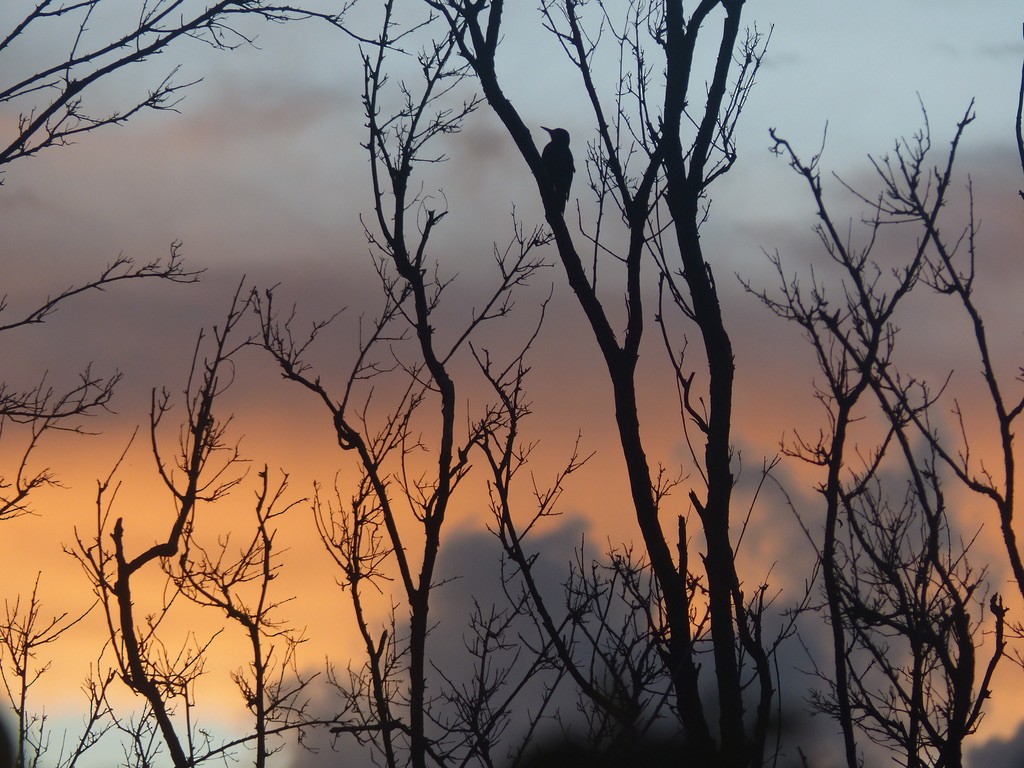 Puerto Rican Woodpecker - ML642283682
