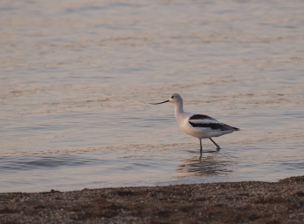 American Avocet - ML642283697