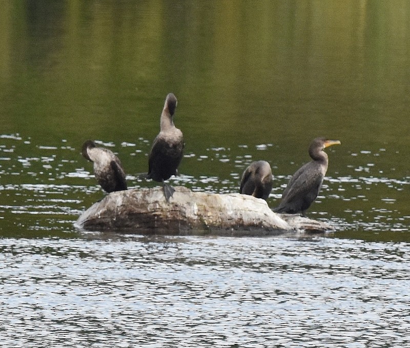 Double-crested Cormorant - ML642283704