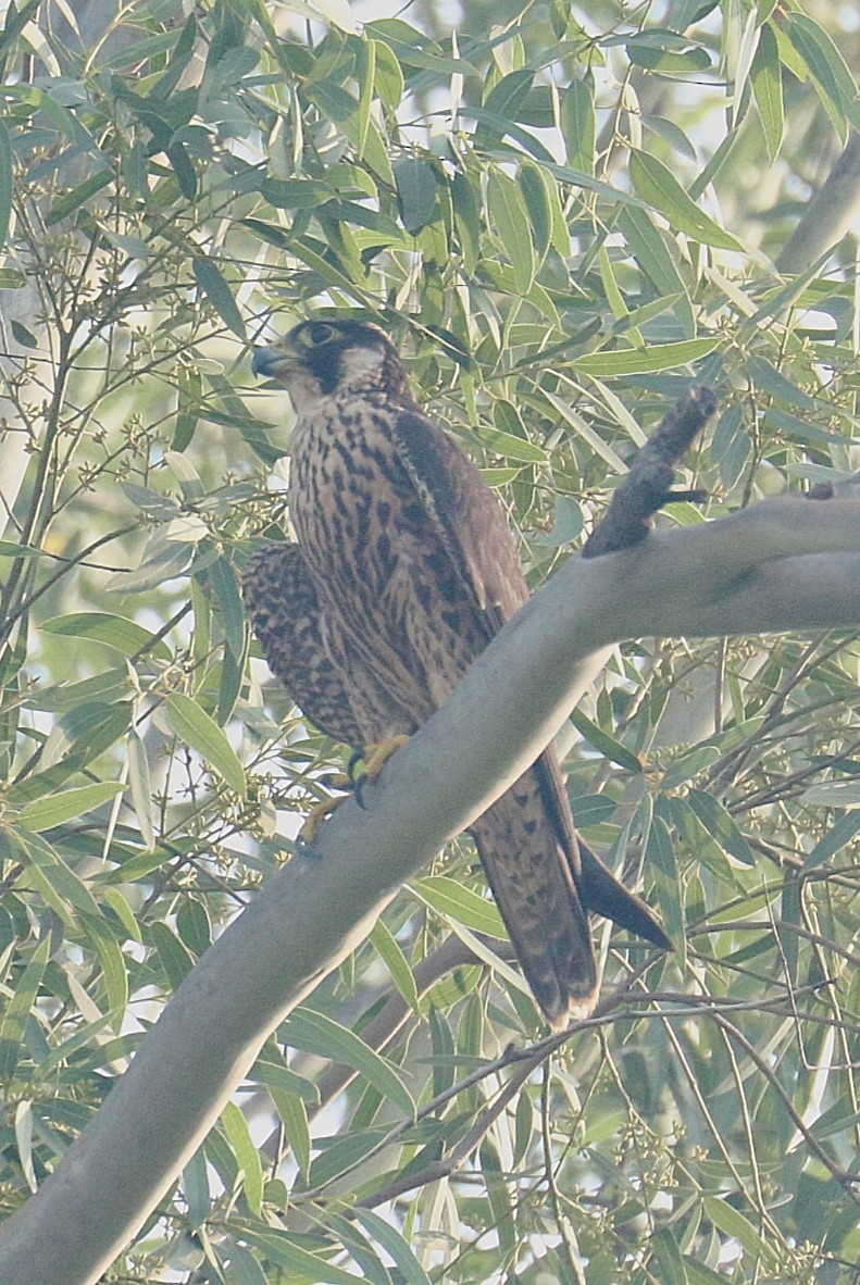 Peregrine Falcon - ML642283739