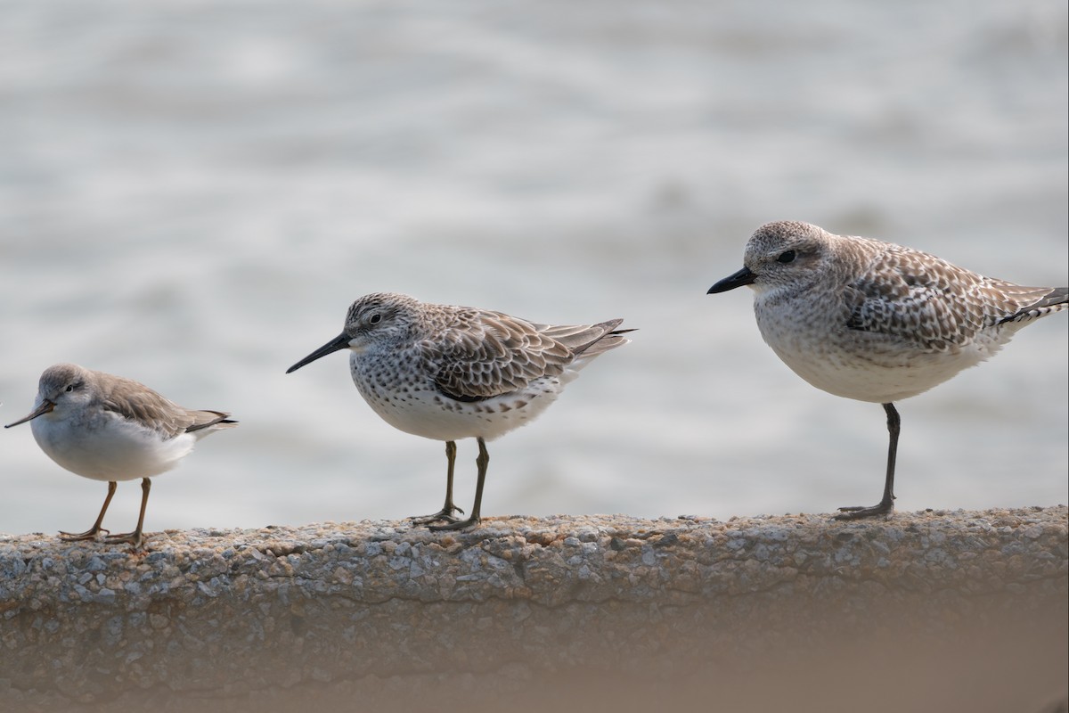 Great Knot - ML642283745