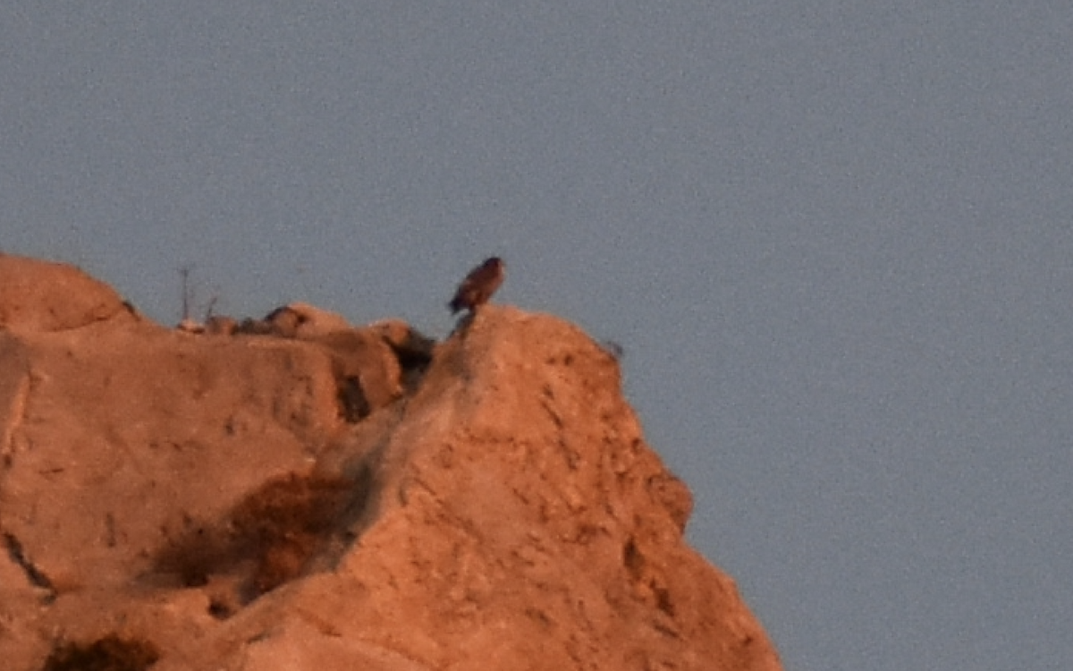 Peregrine Falcon (Mediterranean) - ML642283759