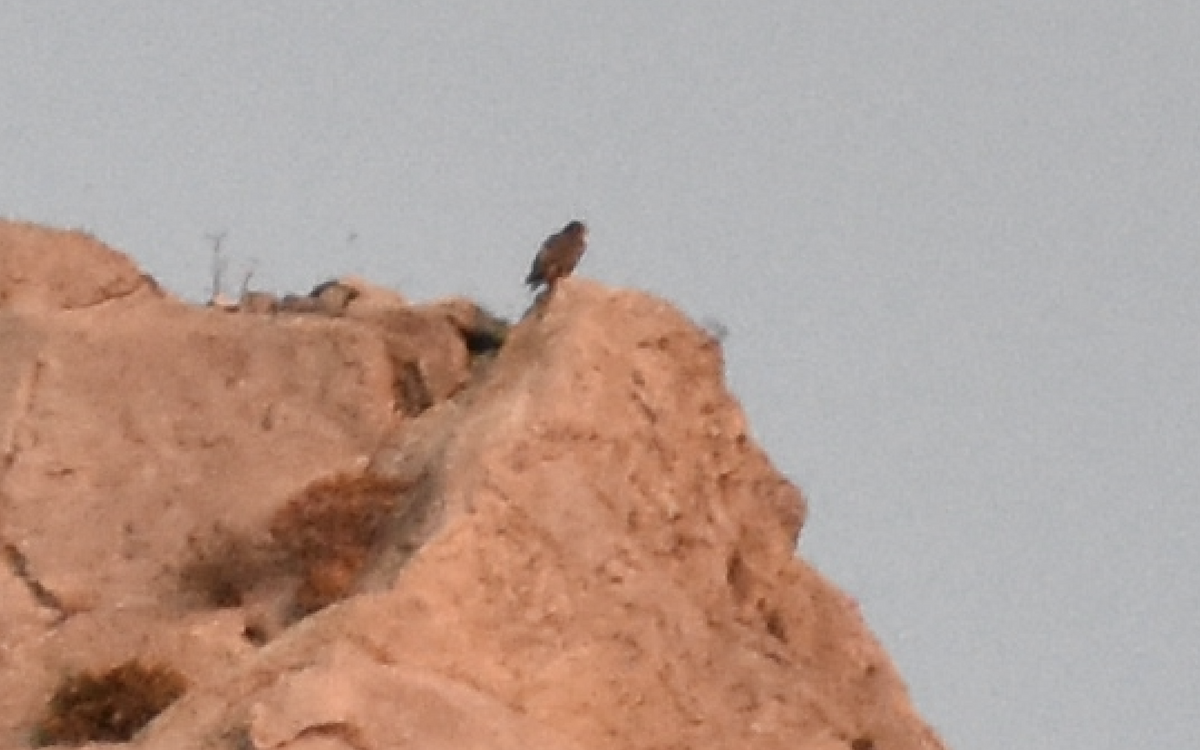 Peregrine Falcon (Mediterranean) - ML642283760