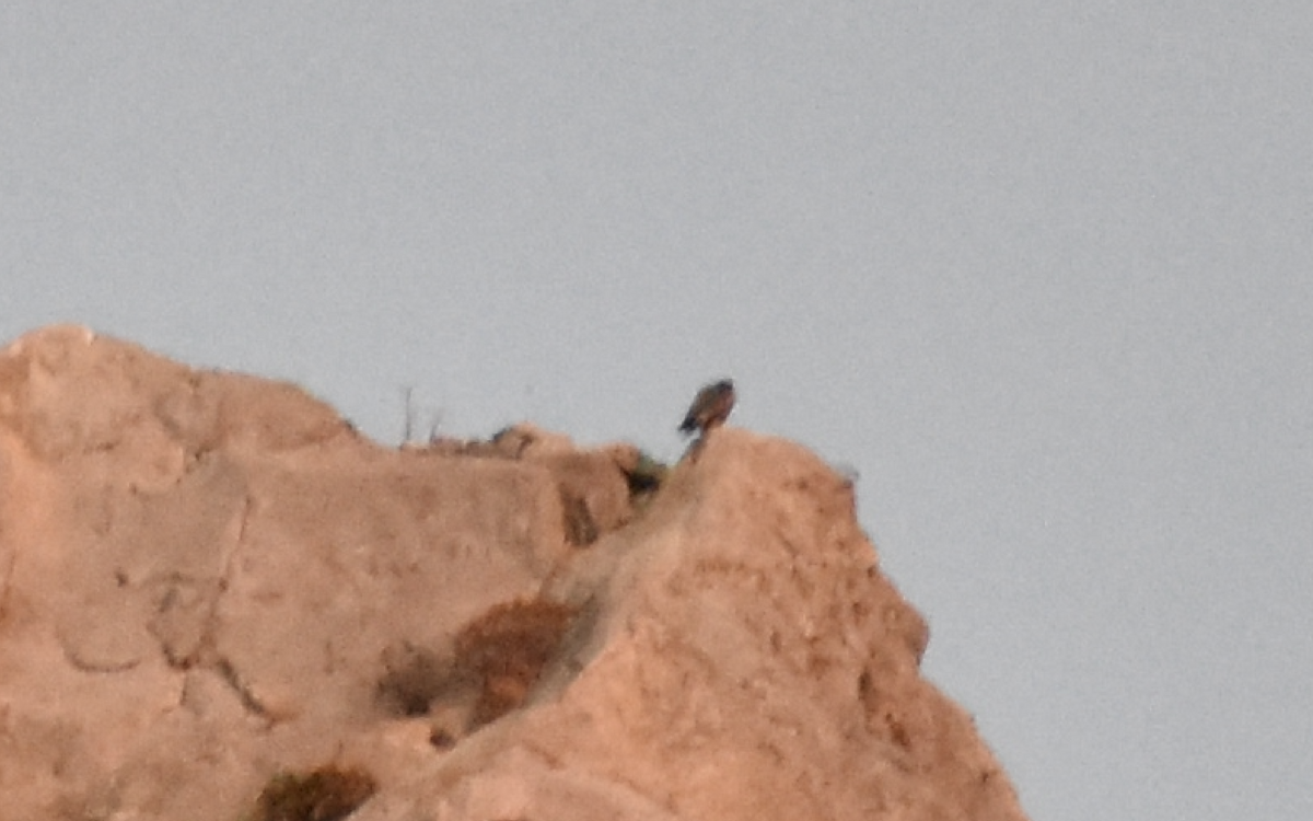 Peregrine Falcon (Mediterranean) - ML642283761